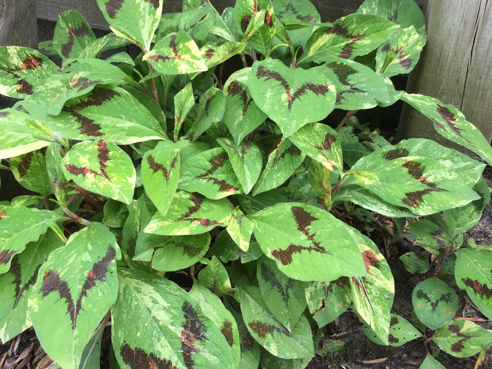 variegated